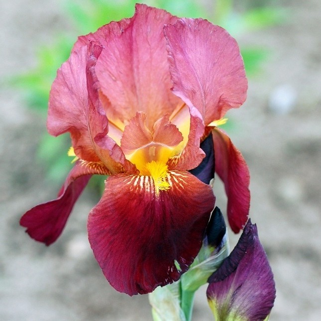 Превью изображения