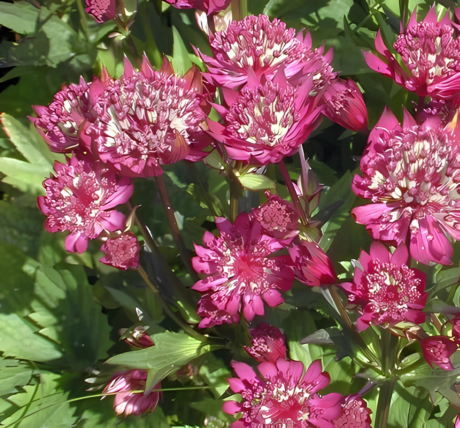 Превью изображения