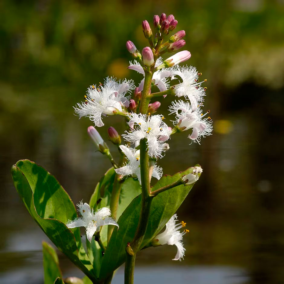 Превью изображения