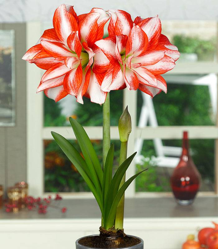 Превью изображения