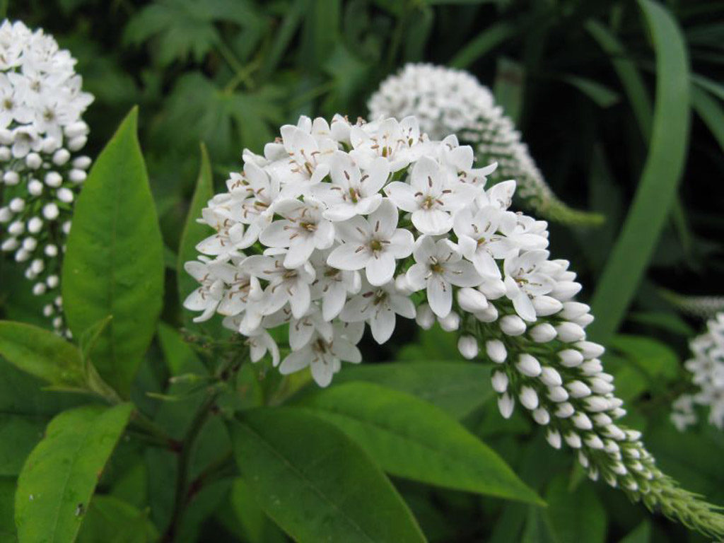 Превью изображения