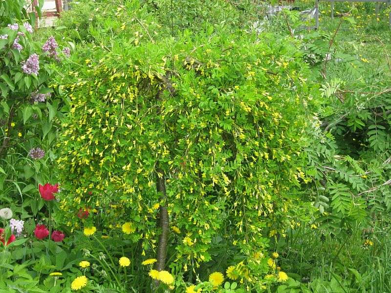 Превью изображения