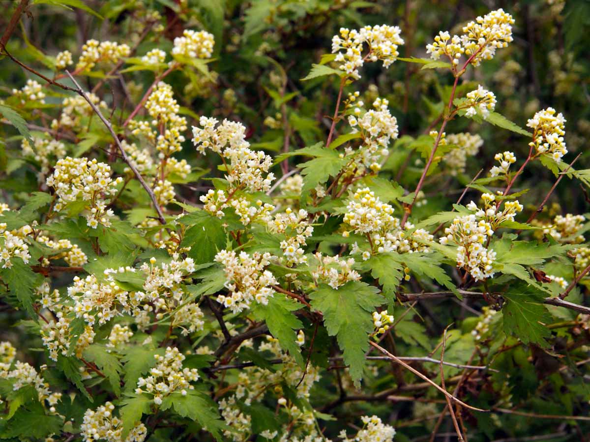 Превью изображения