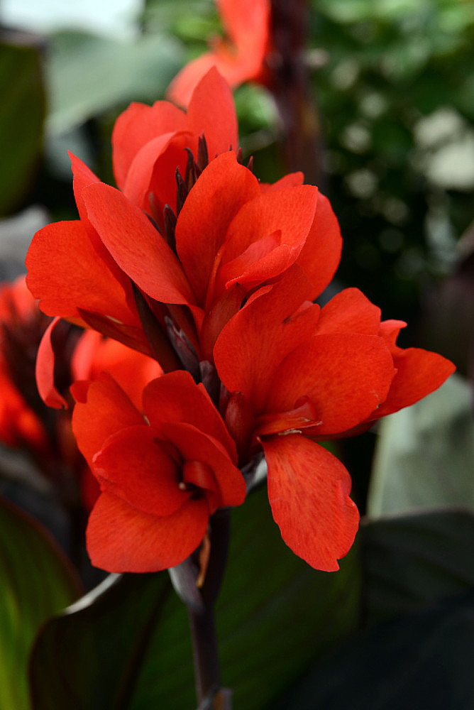 Превью изображения