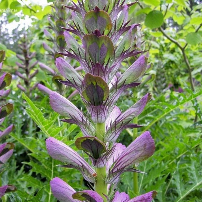 Превью изображения