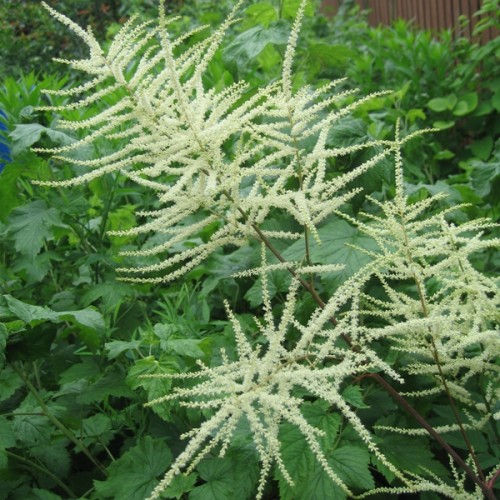 Превью изображения