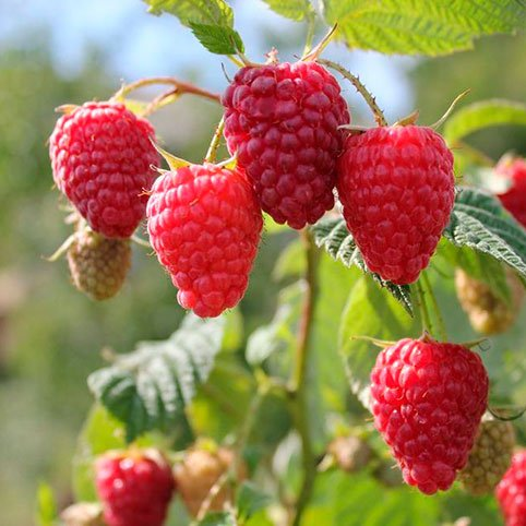 Превью изображения