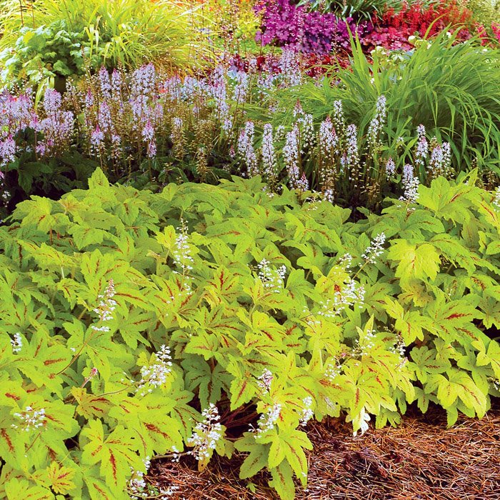 Превью изображения