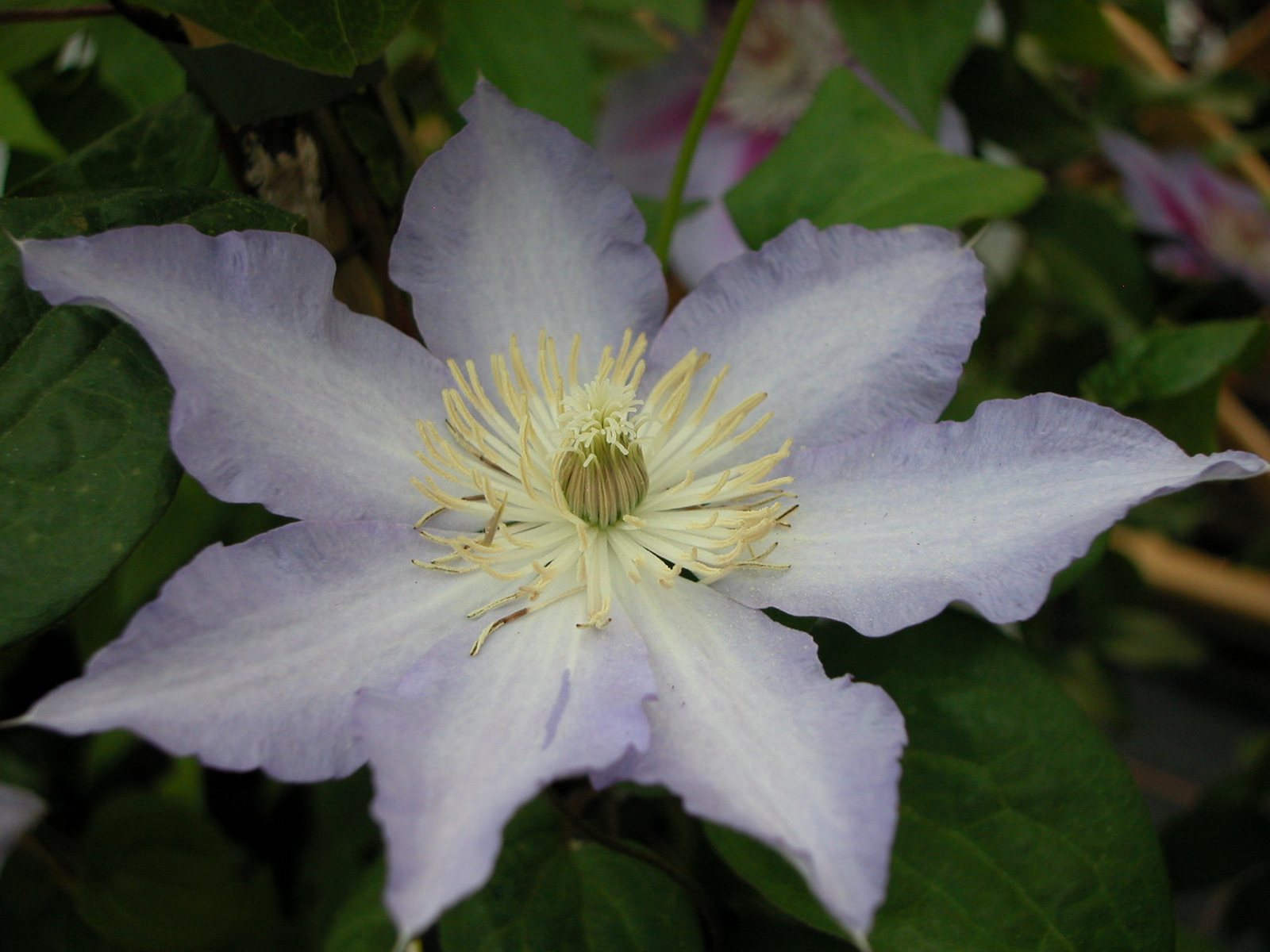 Превью изображения