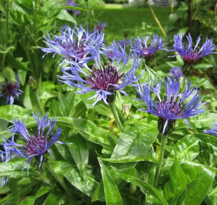 Превью изображения