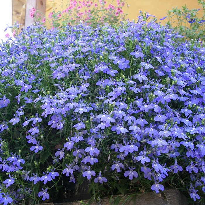 Превью изображения