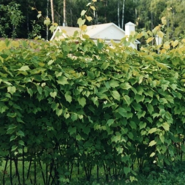 Превью изображения