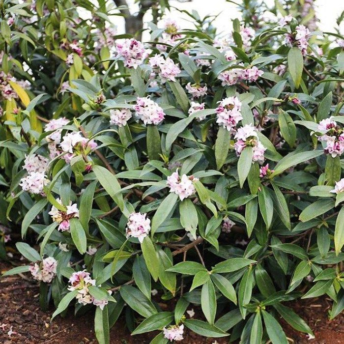 Превью изображения