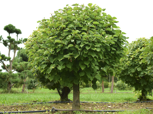 Превью изображения