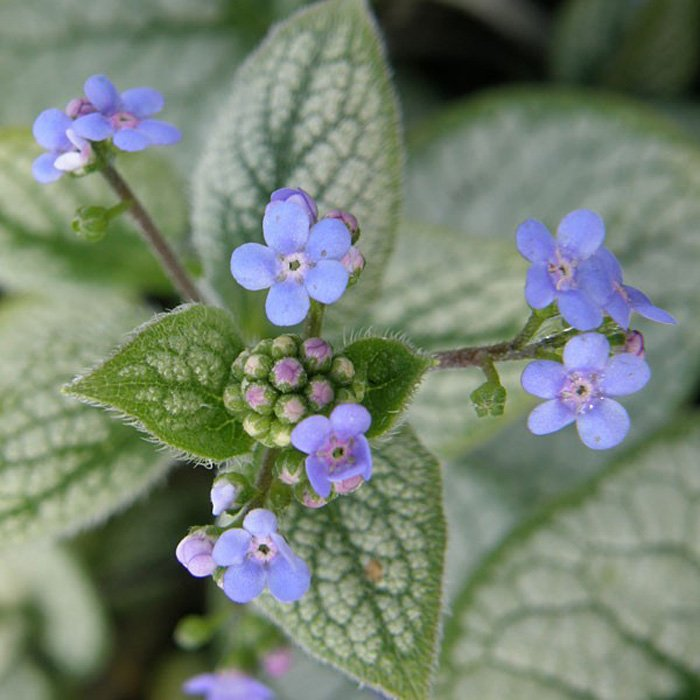 Превью изображения