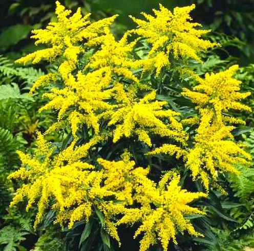 Превью изображения