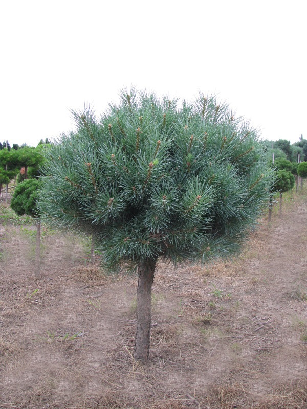 Превью изображения