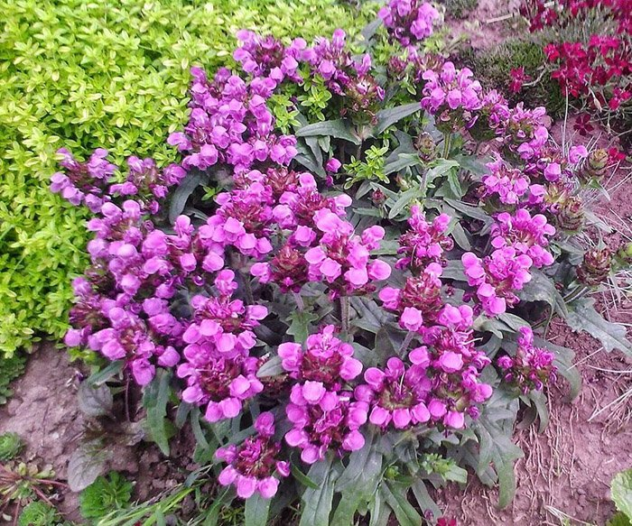 Превью изображения