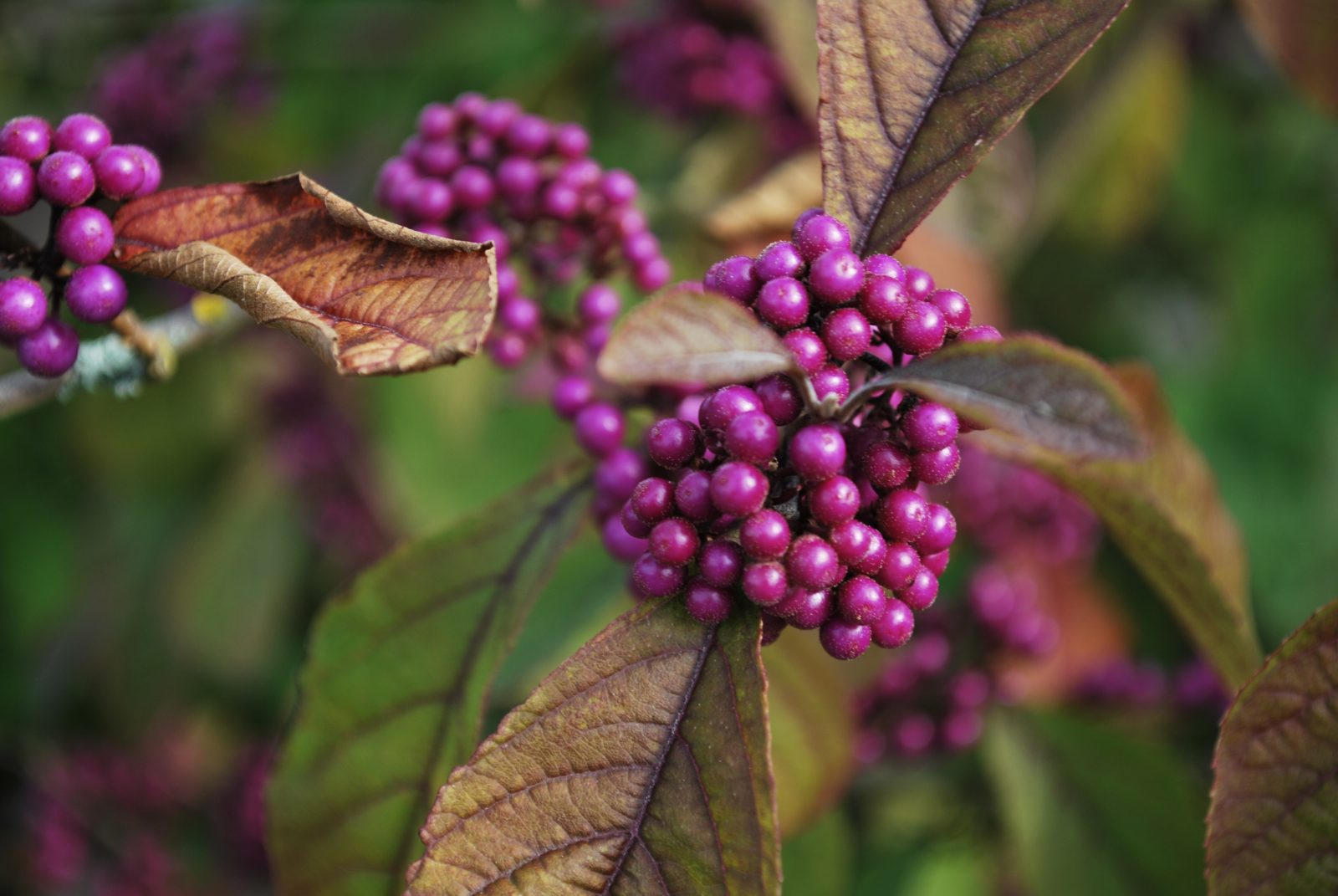 Превью изображения