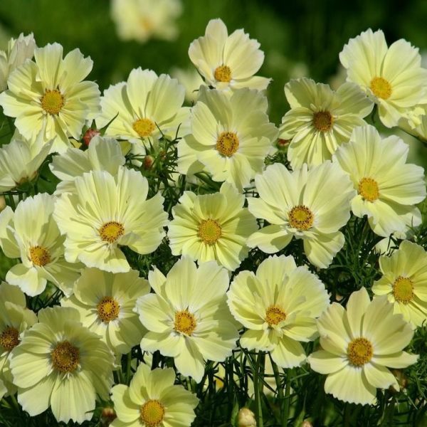 Превью изображения