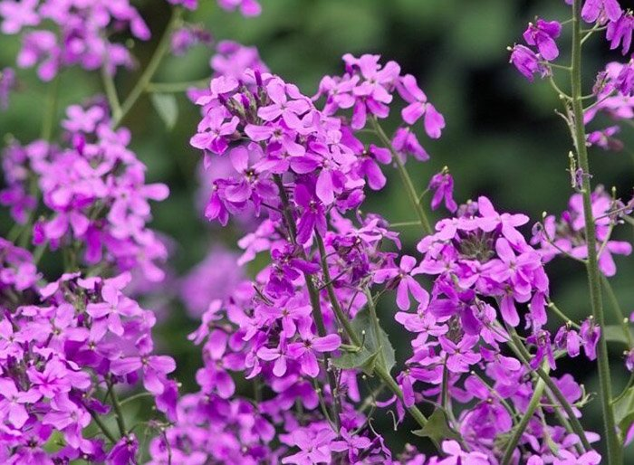 Превью изображения