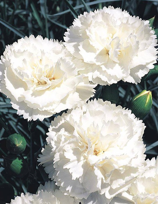 Превью изображения