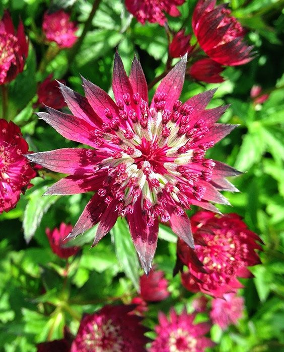 Превью изображения