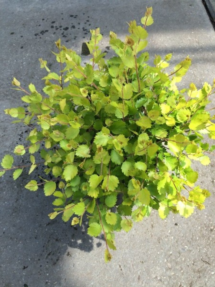 Превью изображения