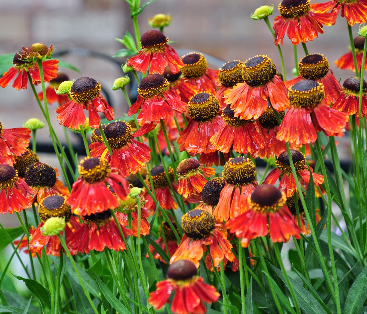 Превью изображения