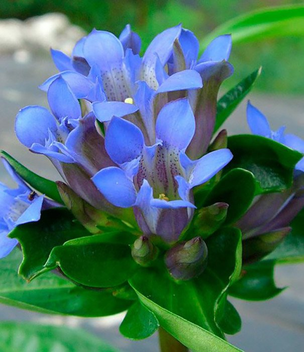 Превью изображения