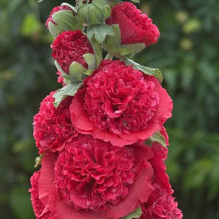 Превью изображения