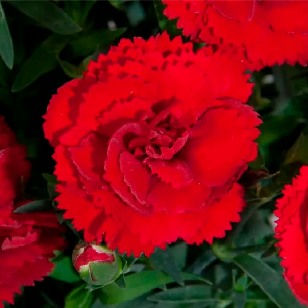 Превью изображения