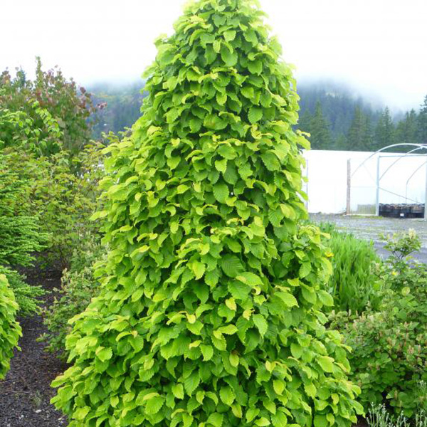 Превью изображения