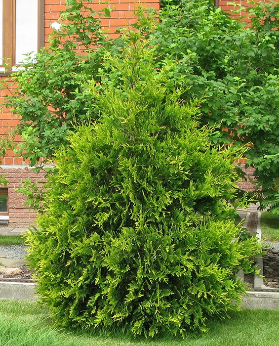 Превью изображения