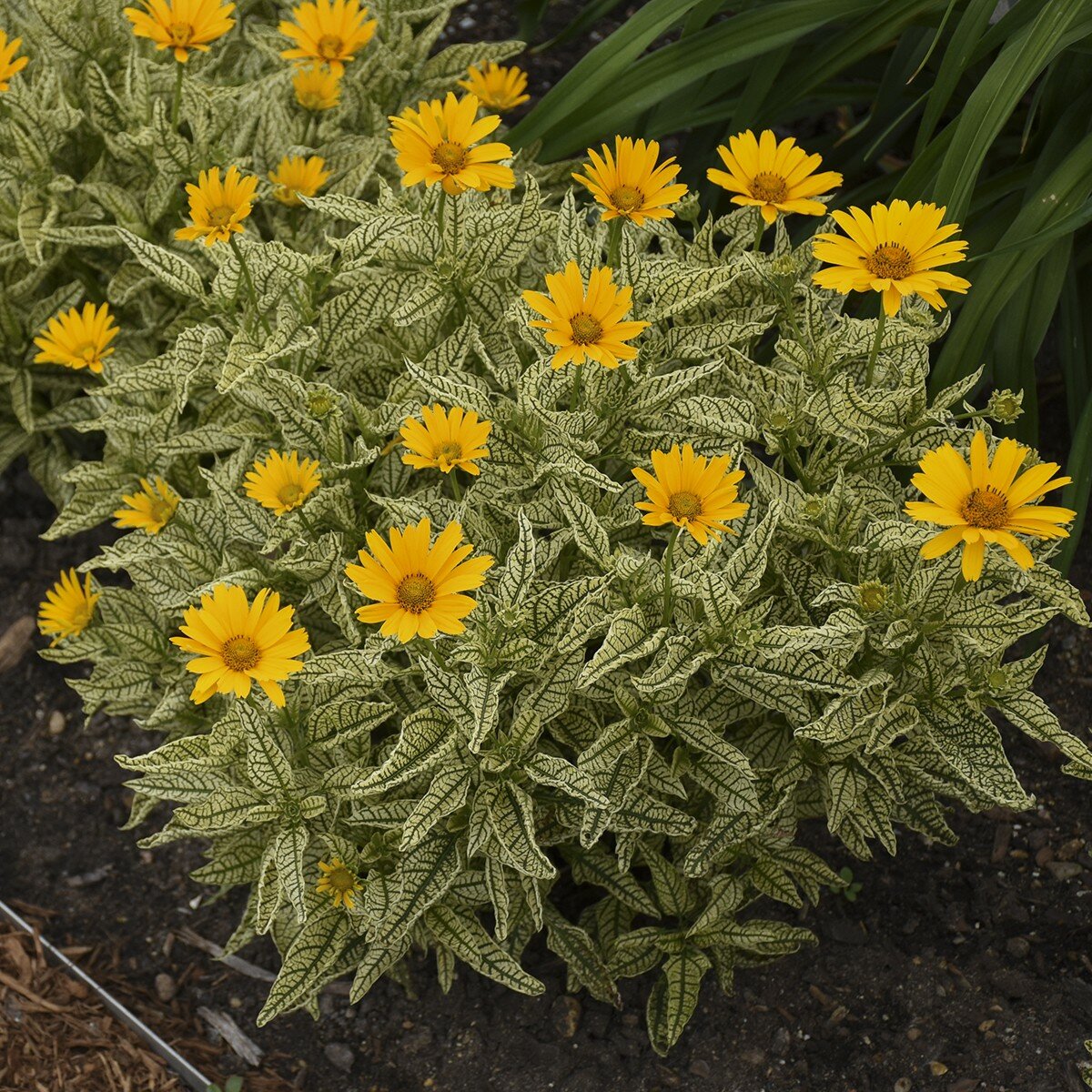 Превью изображения