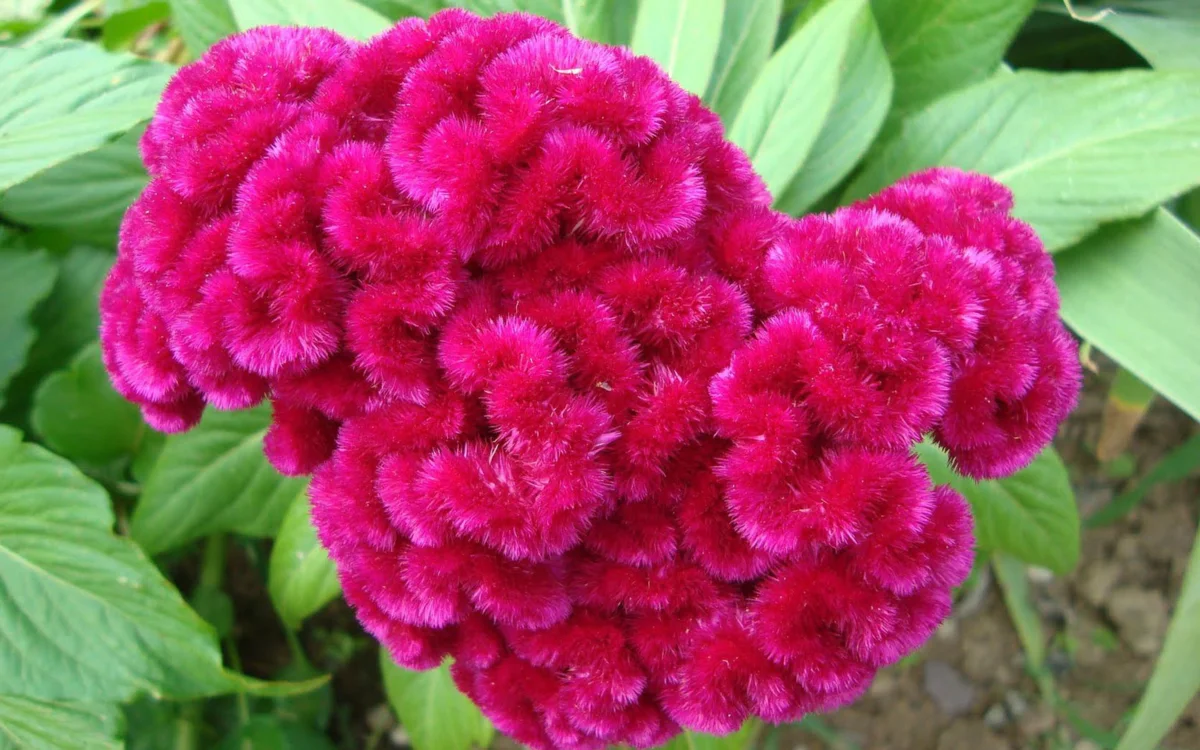 Превью изображения