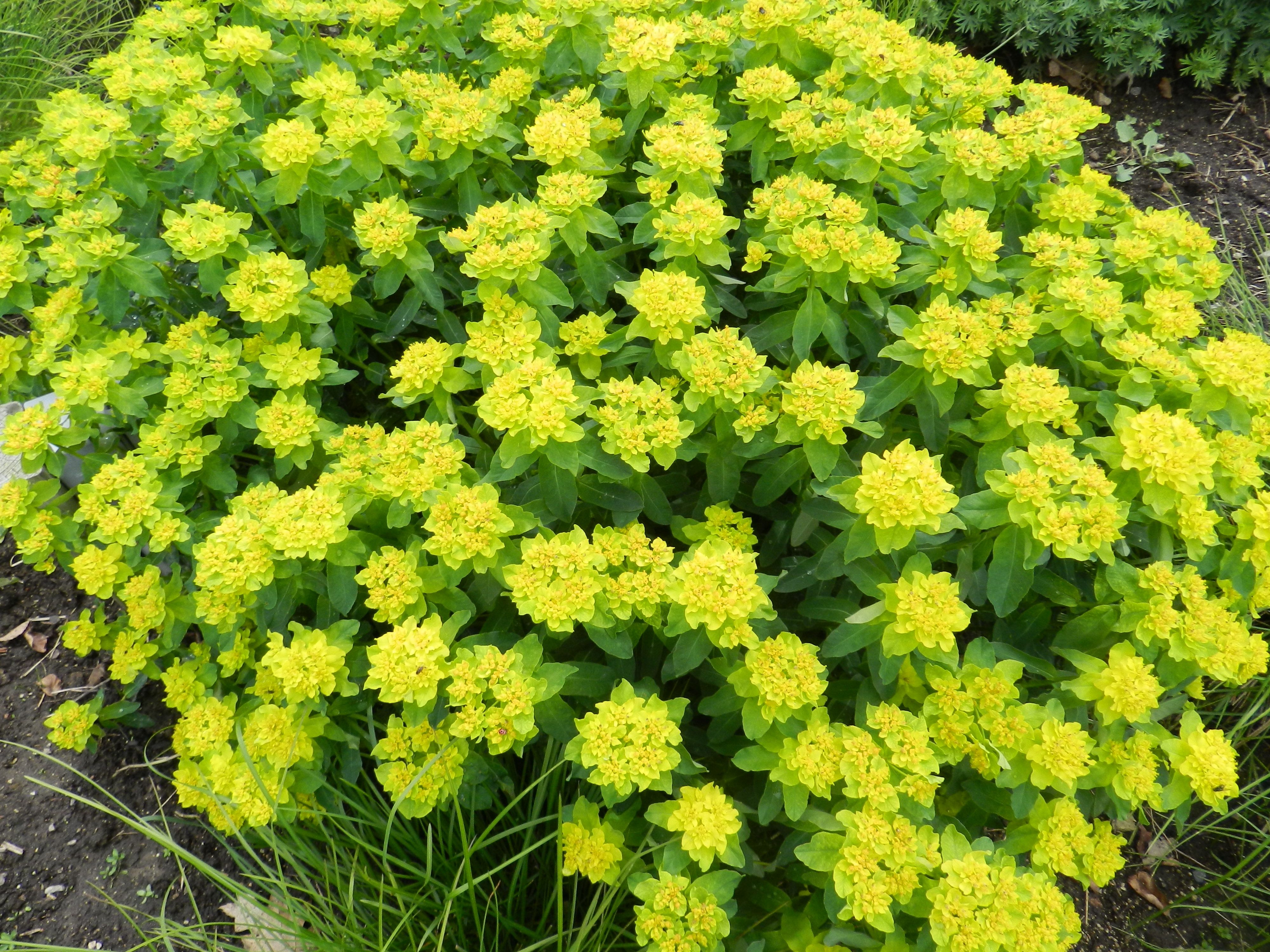 Превью изображения