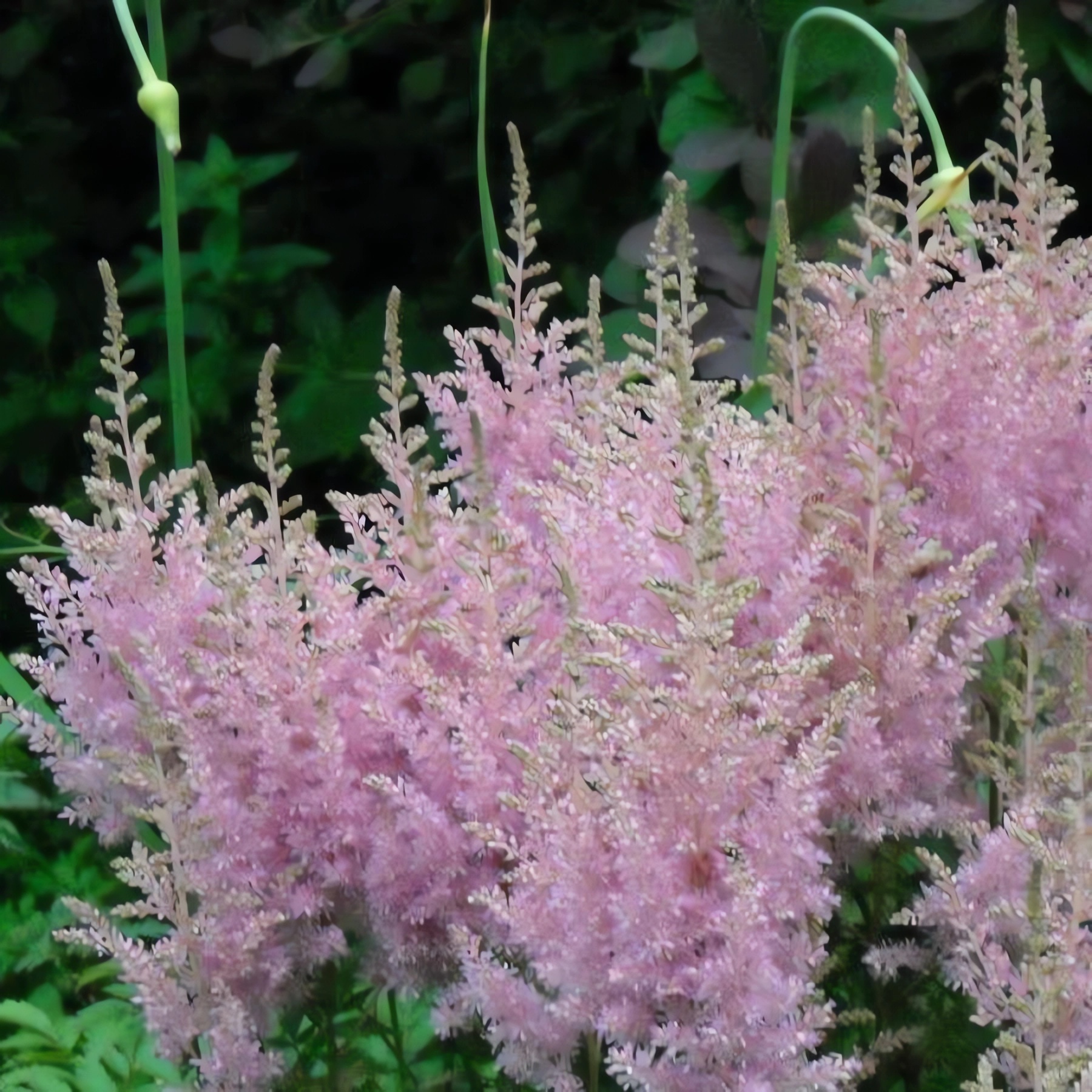 Превью изображения