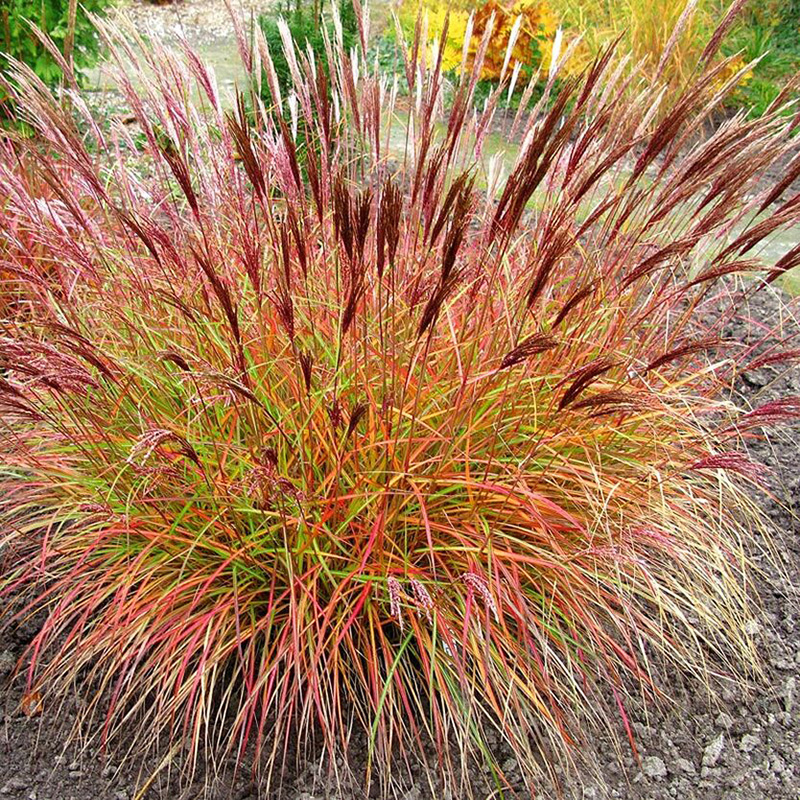 Превью изображения