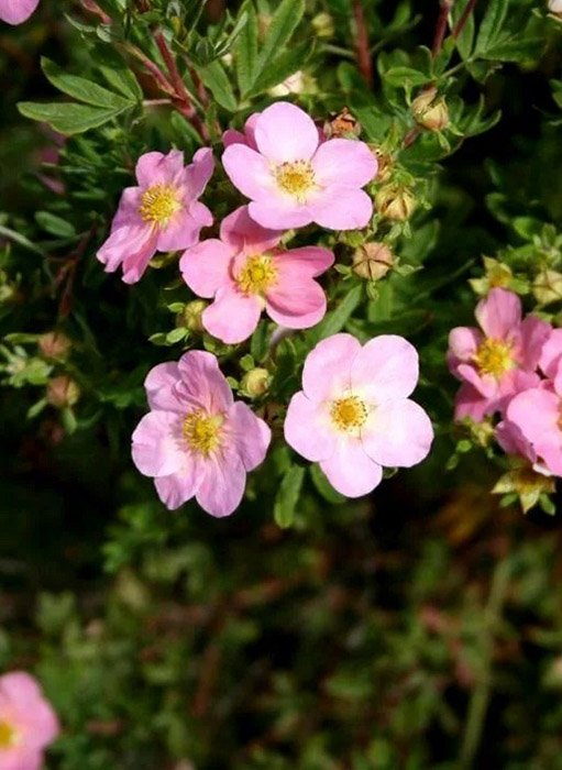 Превью изображения