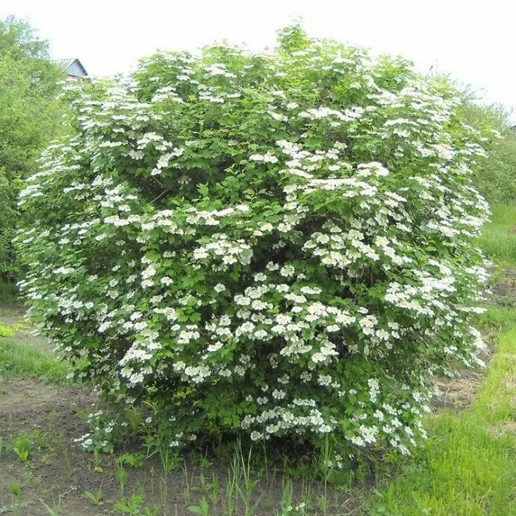 Превью изображения