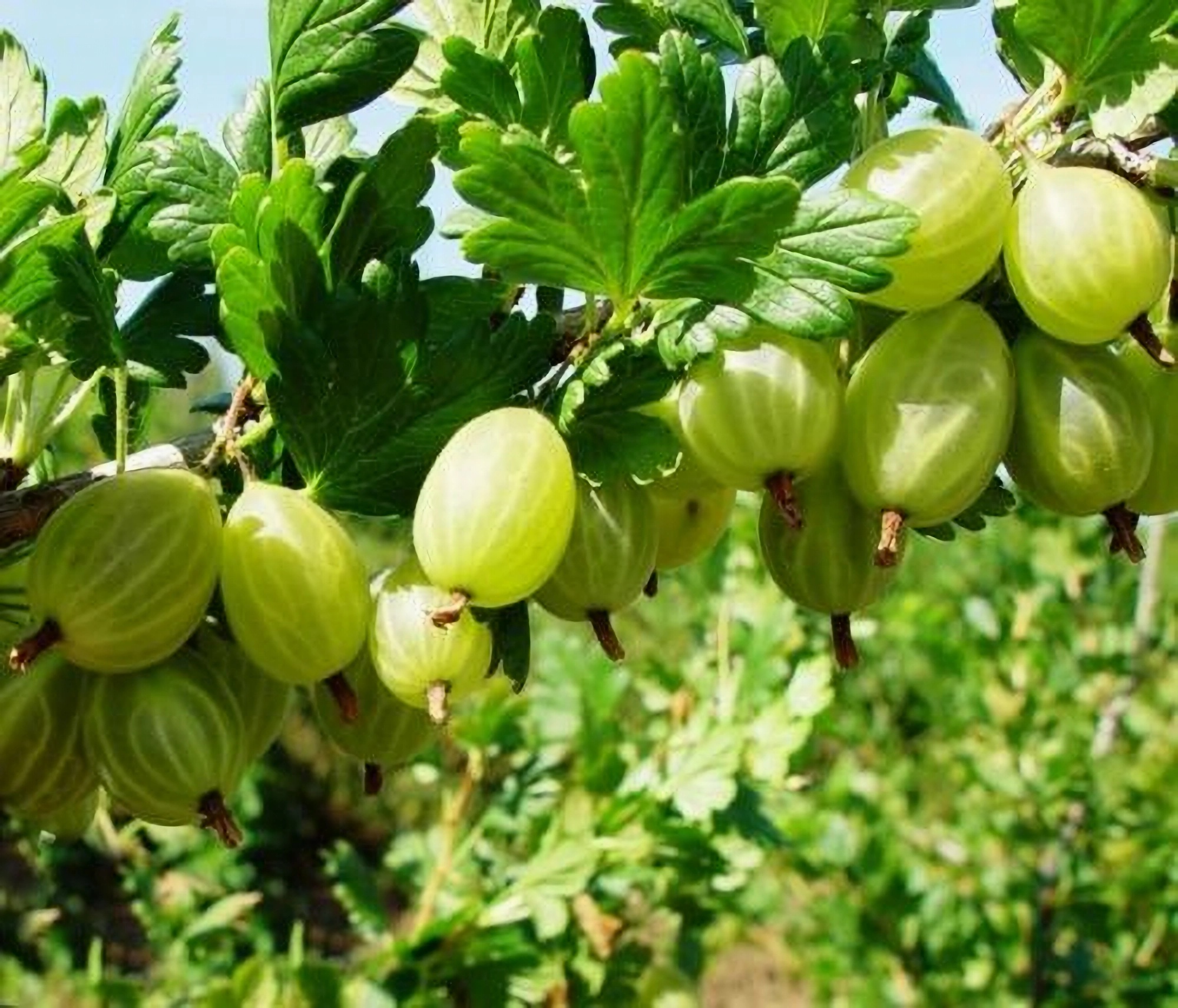 Превью изображения