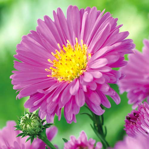 Превью изображения