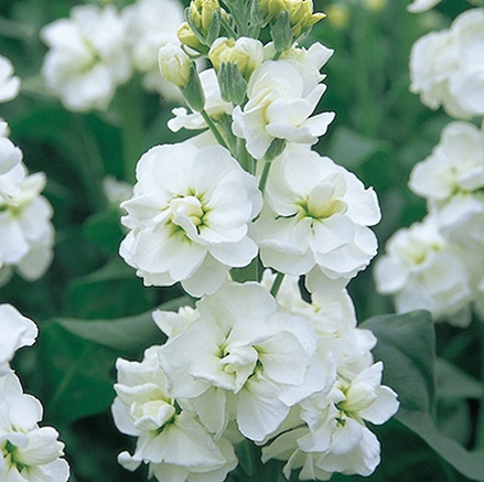 Превью изображения