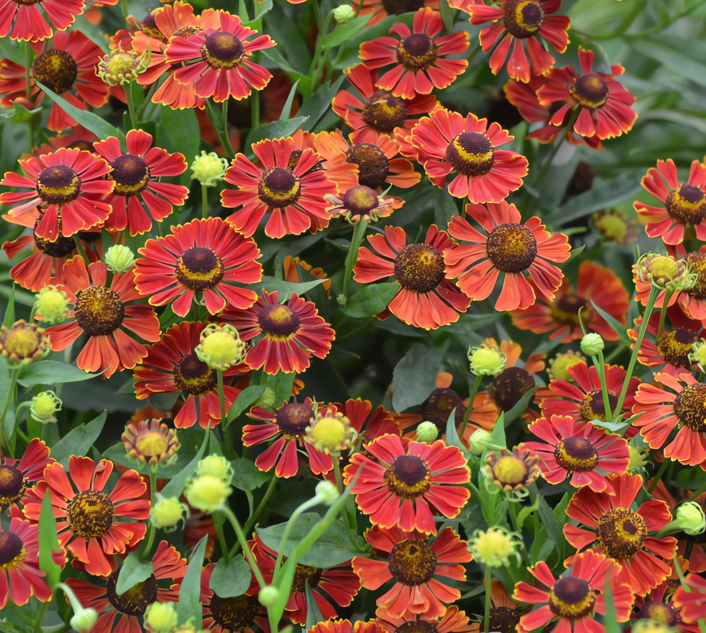 Превью изображения