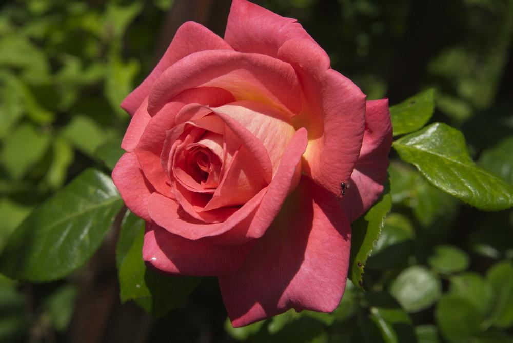 Превью изображения