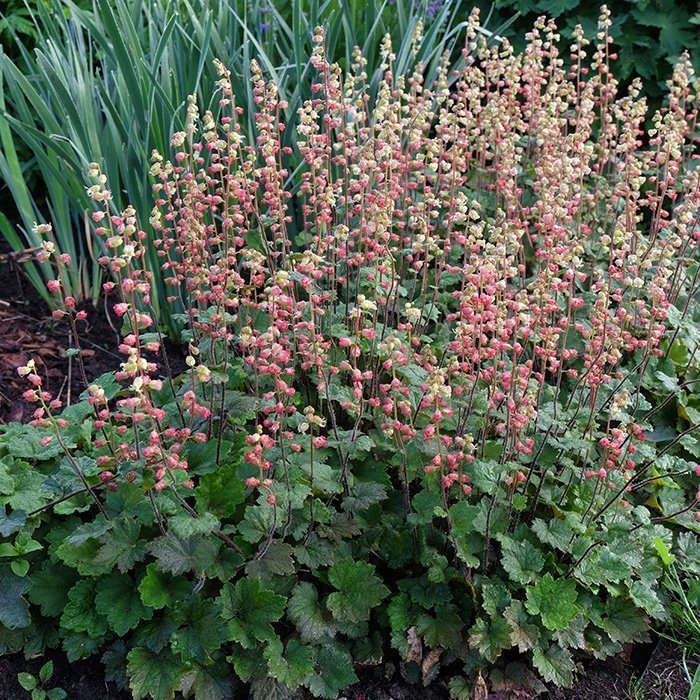 Превью изображения