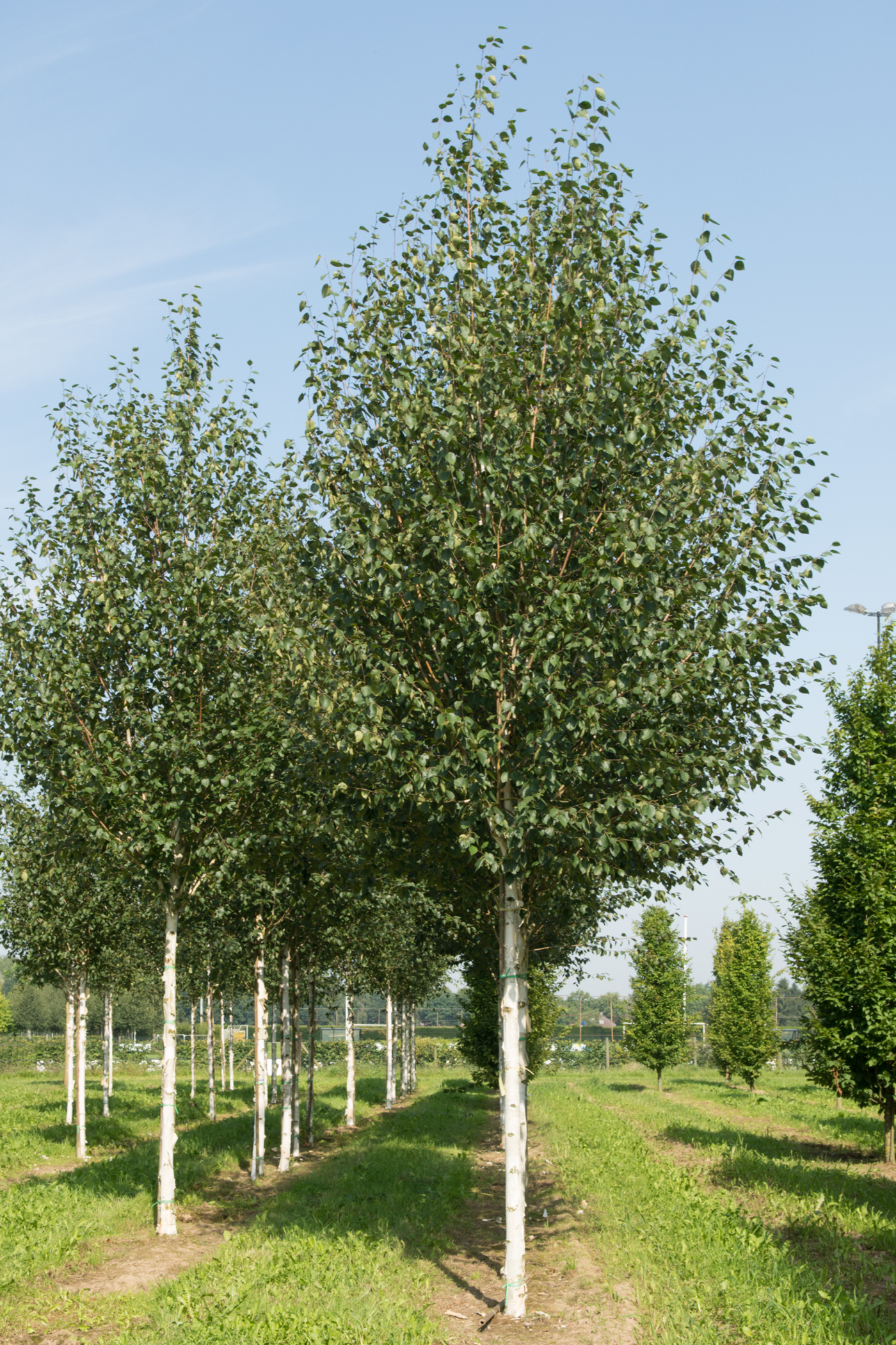 Превью изображения