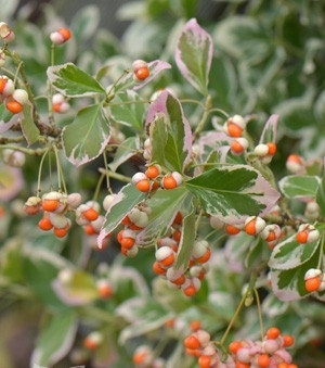 Превью изображения