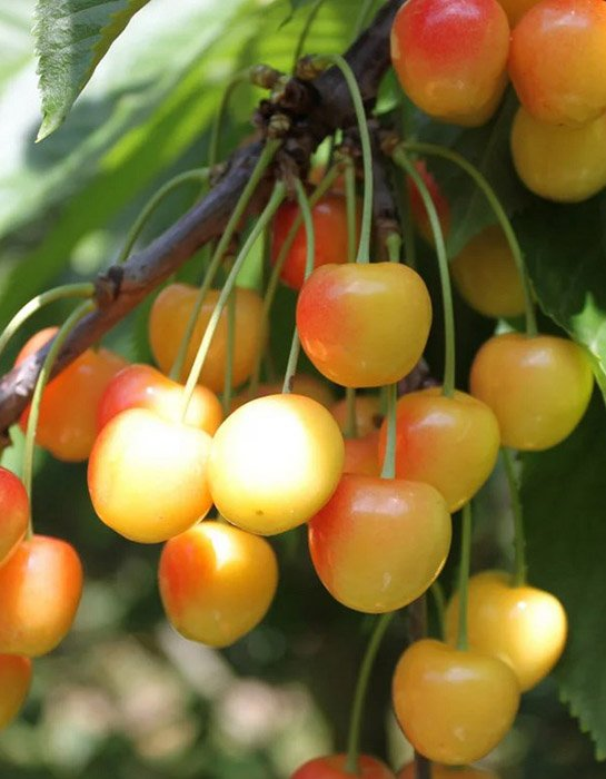 Превью изображения